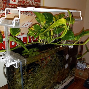 May include: A rectangular glass aquarium with a white light fixture and a variety of aquatic plants. The aquarium features green and yellow pothos plants, submerged plants, and small floating plants. The background includes a poster with a stadium scene.
