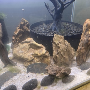 May include: An aquarium scene with a variety of natural elements. The tank features several large, tan-colored rocks, dark gray pebbles, and a dark, artificial tree. The substrate is a light-colored sand. The overall aesthetic is designed to mimic a natural underwater environment.