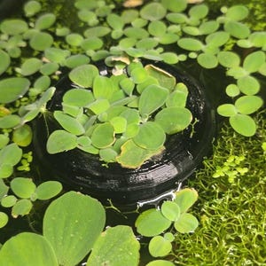 Floating Aquaponic Plant Holder: Nitrate Reducing Fish Tank Decor