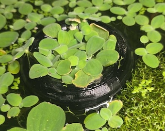 Floating Aquaponic Plant Holder: Nitrate Reducing Fish Tank Decor