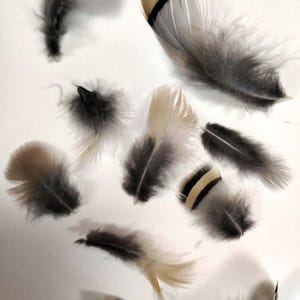 Chukar Partridge Tail Feathers – Natural Game Bird Feathers for Jewelry, Fly Tying, Decor, and Crafts - 10-piece bundle