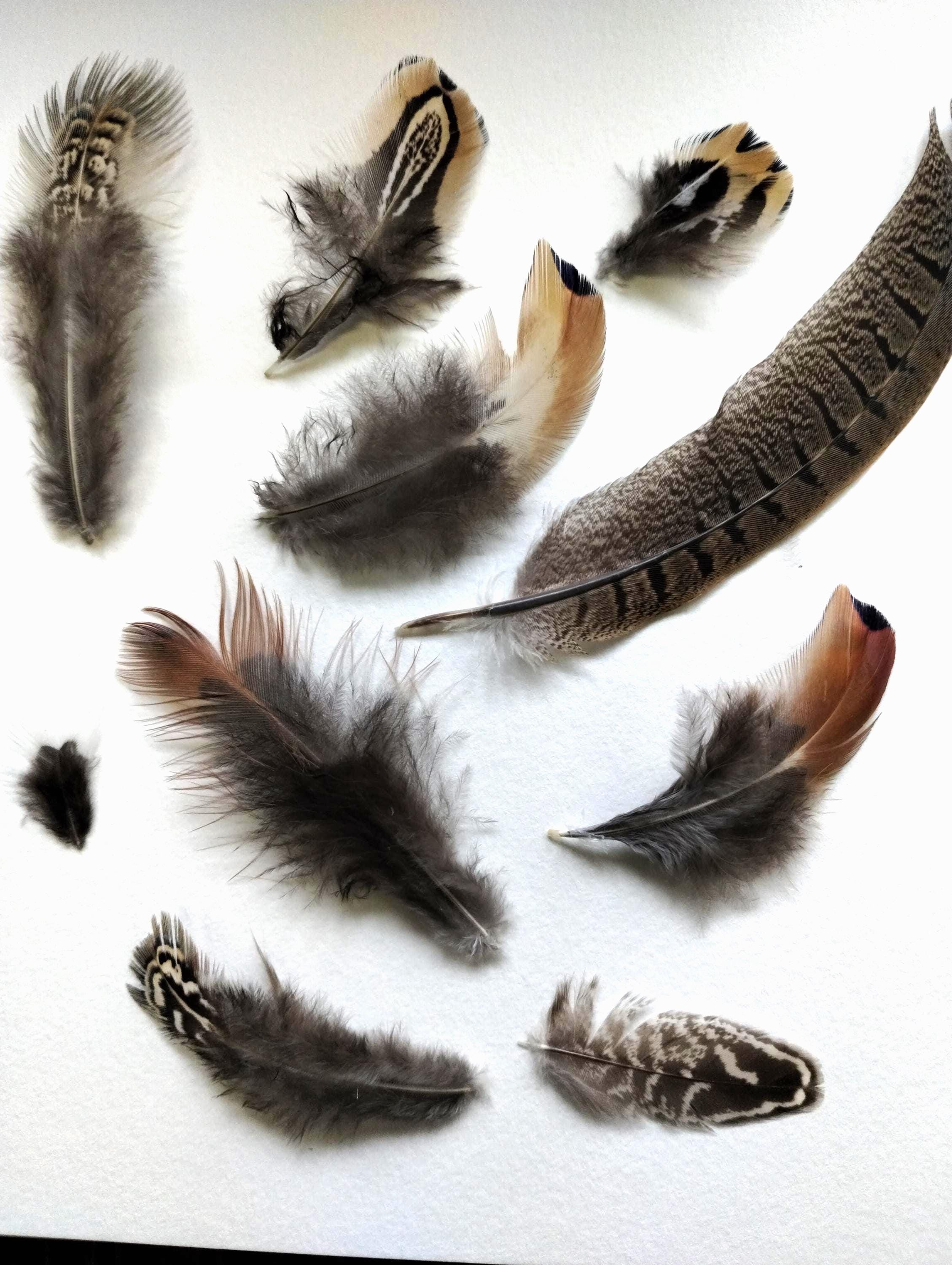 Fly Tying Feathers