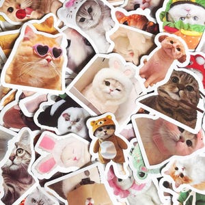 Stickers mèmes chat mignon Sticker chat drôle Stickers imperméables rigolos Stickers moto, ordinateur portable, bagage, bouteille d'eau, coque de téléphone