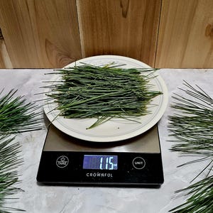 Fresh Western White Pine Needles - Wildcrafted