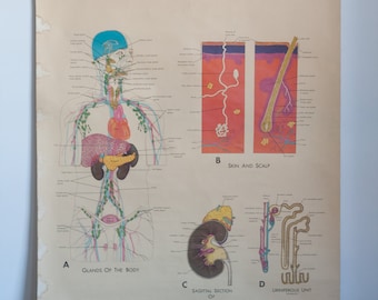 1966 Denoyer-Geppert Cloth-Backed Vintage Anatomy Chart