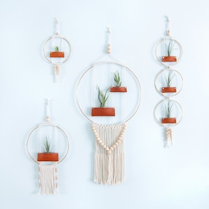 Air Plant Wall Hanging image 1