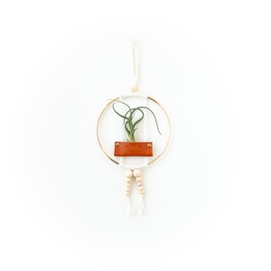 Air Plant Wall Hanging image 5