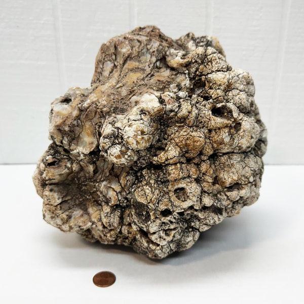 Huge Antique Coprolite Specimen - Petrified Dinosaur Poop -  Petrified Dinosaur Dung Coprolite Fossil Poop - 17lbs