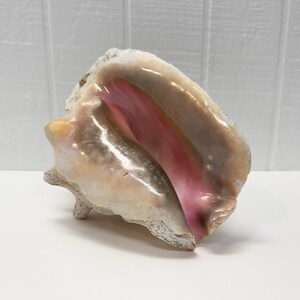May include: A large queen conch shell featuring a smooth, glossy interior with vibrant shades of pink and peach. The exterior of the shell displays a textured, rugged surface with off-white and beige tones, showcasing natural organic patterns.