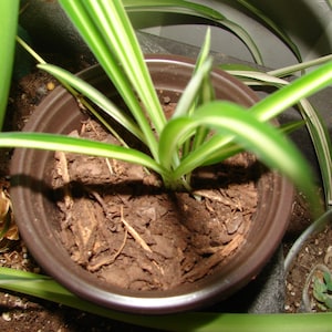 Baby Spider plants are rooting