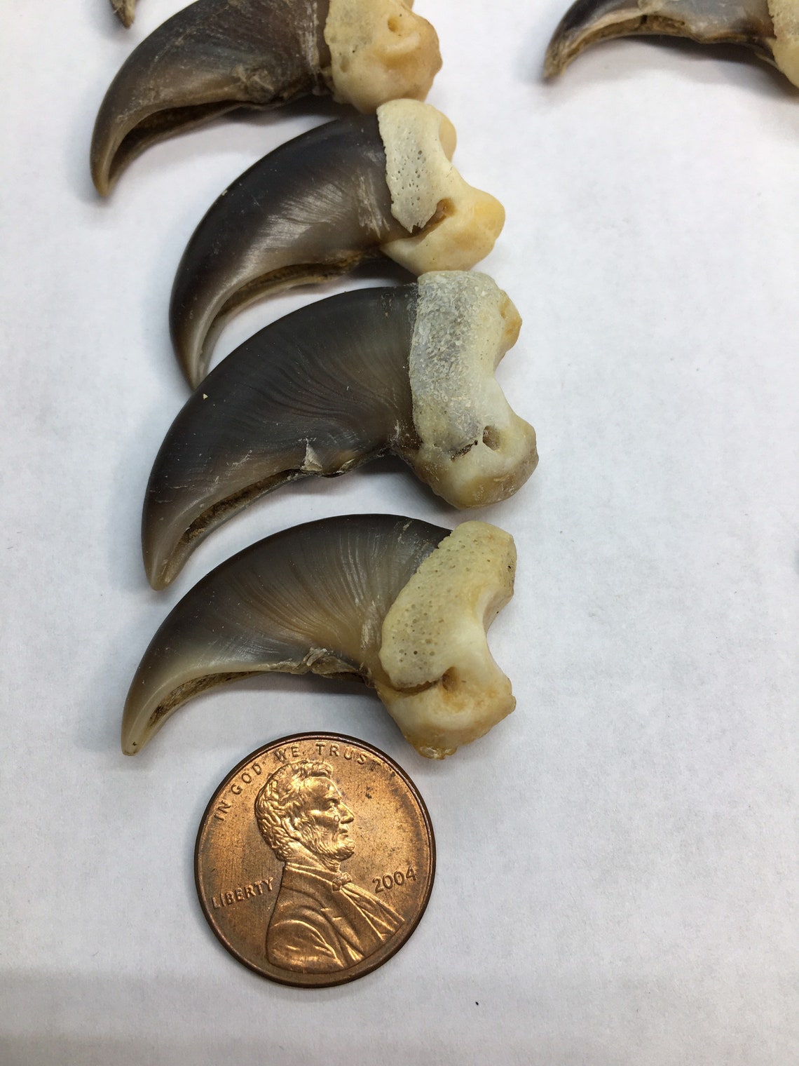 Genuine black bear claws set of 20 different sizes. Etsy