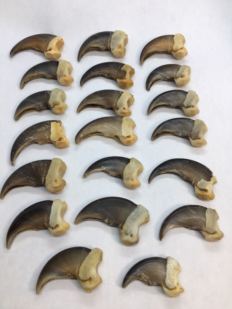 Genuine black bear claws set of 20 different sizes. Etsy