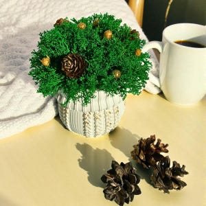 May include: A decorative arrangement of green moss in a white pot with gold detailing, alongside pine cones. The pot has a textured design. A white mug containing a dark liquid is also visible in the image.