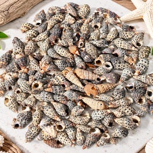 Natural Cerith Seashells Pack of 40, Small Spotted Spiral Shells for Crafts, Beach Decor, Resin Art, DIY Supplies