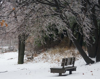 Scenic View - Ice covered branches in an ice storm 8x10 photo (choose one)