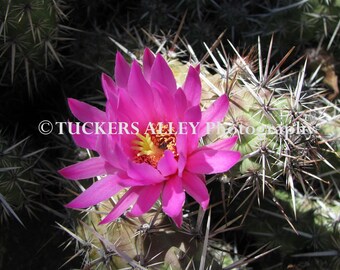 Pink Cactus Blossom Photo  5x7