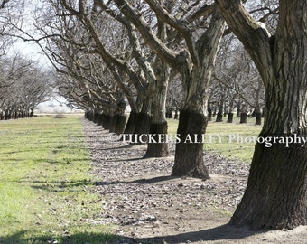 Grafted Walnut orchard 8x10 photo, masculine, for him, manly, trees, forest, grove, woodland