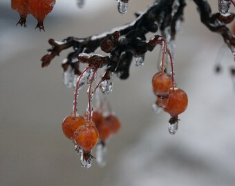 Berries in an ice storm 8x10 photo (choose one)