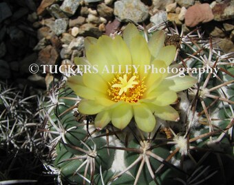 Yellow Cactus Blossom 5X7 Photo