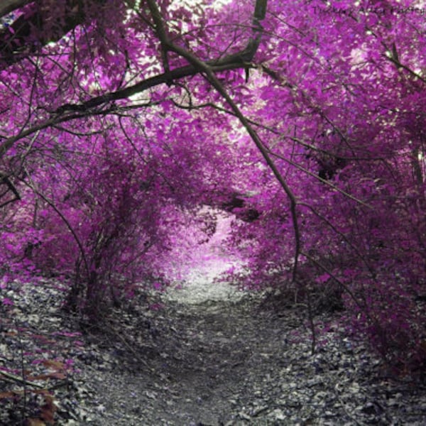The path Alice took  8x10 photo