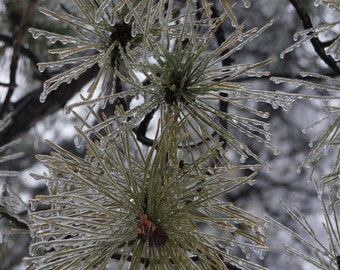 Pine Trees, Ice covered branches, or Leaves in an ice storm 8x10 photo (choose one)