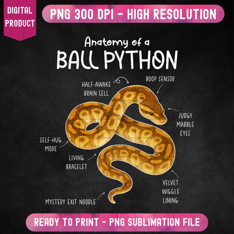 K&ouml;nnte beinhalten: Ein digitaler Druck mit dem Titel "Anatomie eines K&ouml;nigspythons" auf schwarzem Hintergrund. Die Illustration zeigt eine detaillierte Darstellung eines K&ouml;nigspythons im Aquarellstil mit beschrifteten Teilen wie "Boop Sensor" und "Richterliche Marmoraugen". Das Bild enth&auml;lt den Text "PNG 300 DPI - HOHE AUFL&Ouml;SUNG".