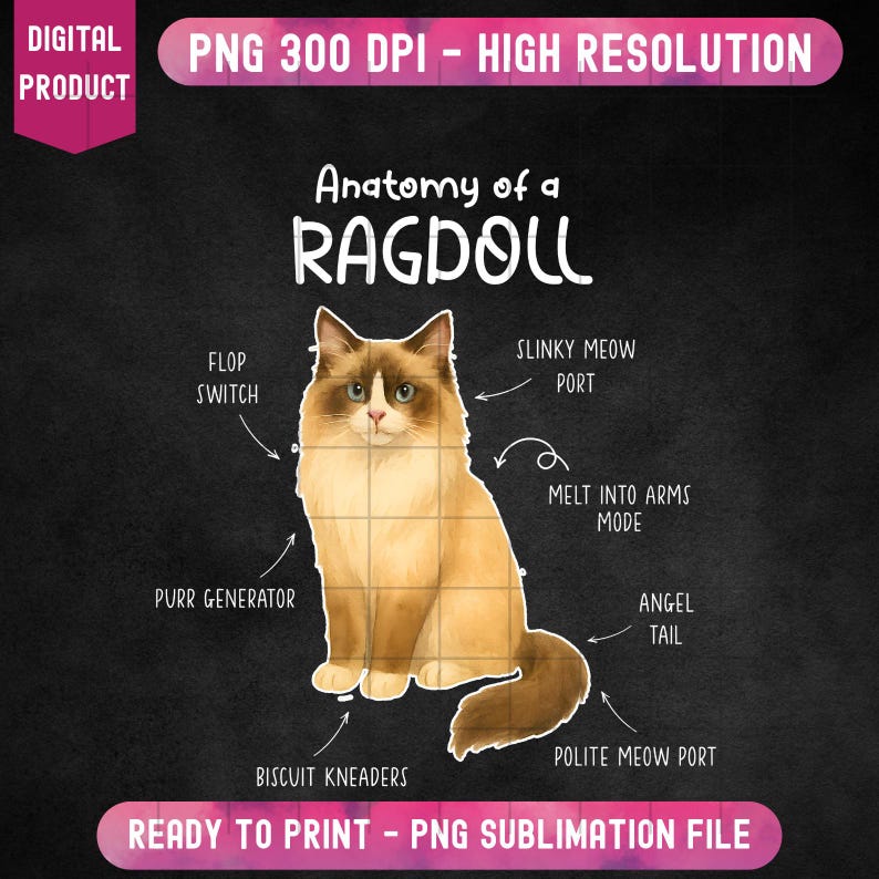 Anatomy of Ragdoll Cat PNG, Ragdoll Cat PNG, Ragdoll Kitten Clipart ...