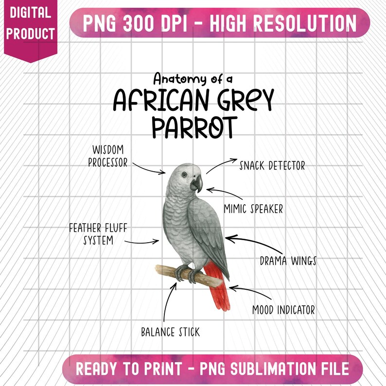 anatomy-of-african-grey-parrot-png-retro-parrot-graphic-vintage-bird