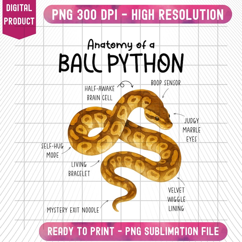 K&ouml;nnte beinhalten: Digitale Illustration mit dem Titel "Anatomie eines K&ouml;nigspythons". Das Bild zeigt eine detaillierte Darstellung eines K&ouml;nigspythons im Aquarellstil mit beschrifteten anatomischen Merkmalen wie "Halb-wache Gehirnzelle" und "Urteilende Marmoraugen".