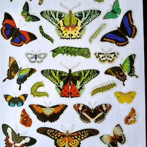 Collage Images - Insects