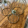 Whimsical Succulent Turtle Topiary DIY Kit! *NEW* (FREE Shipping) - Etsy