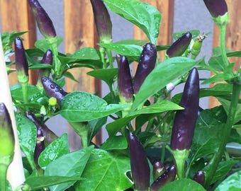 Piri Piri Purple Hot Chili 15+ Seeds RARE
