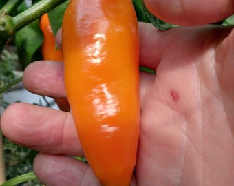Aji Amarillo Pepper 15+ Seeds