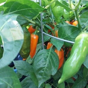 Seeds 15+ Sugar Drop Orange Pepper