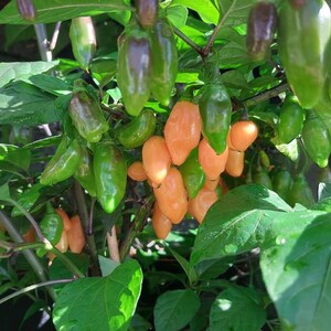 May include: A pepper plant with green and orange peppers. The peppers are in different stages of ripening, with some still green and others turning orange. The plant has large green leaves, and is in a garden.