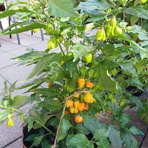 Graines 12+ 7 Pot Peach Pepper