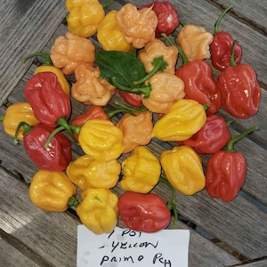 May include: A selection of yellow, orange, and red peppers with green stems, arranged on a wooden surface. The peppers vary in shape and size. A handwritten note at the bottom reads "1 pot - Yellow Primo Pen".