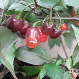 May include: A close-up shot of a pepper plant bearing ripe chillies. The chillies are a mix of red and deep purple, with a glossy appearance. The plant has green leaves and stems, with some chillies still developing.