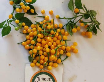 12 graines d'Aji Charapita, piment sauvage péruvien, le piment le plus cher du monde