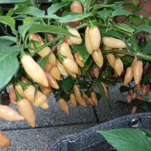 May include: A pepper plant with many light orange peppers. The peppers are long and clustered among green leaves. The plant is in a grey pot, with a grey surface in the background.