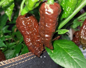 Carolina Reaper Chocolate Pepper 15+ Seeds