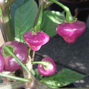 May include: Image of a plant bearing several purple peppers. The peppers are a distinctive shape, attached to green stems. The leaves are a deep green, with a blurred background. The peppers are a vibrant shade of purple.