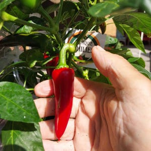 May include: A bright red chilli pepper with a green stem is held in a hand. The pepper is long and slender, with a glossy surface. The plant has green leaves and a tag that reads "UNIQUE CHILIES".