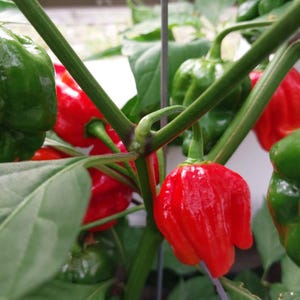 Peut inclure: Gros plan sur un plant de poivrons avec des poivrons rouges et verts. Les poivrons rouges mûrs brillent, tandis que les verts sont encore immatures. Les tiges et les feuilles vertes offrent un contraste.