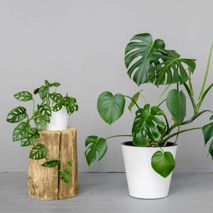 Monstera Adansonii or Deliciosa, Rooted Swiss Cheese Plant, Monkey Mask Trailing Tropical Vine Plant, Easy Care + Surprise Cutting Included