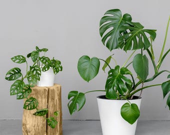 Monstera Adansonii o Deliciosa, Planta de Queso Suizo con Raíces, Planta Tropical Rastrera de Máscara de Mono, Fácil Cuidado + Esqueje Sorpresa Incluido