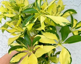 Umbrella Plant Fresh Cuttings, Arboricola Trinette Schefflera, Tropical Variegated Decorative Shrub, Easy Care + Surprise Cutting Included