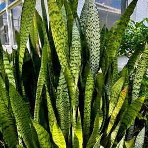 May include: A close-up of a large, green snake plant with long, pointed leaves. The leaves have a light green and dark green striped pattern.