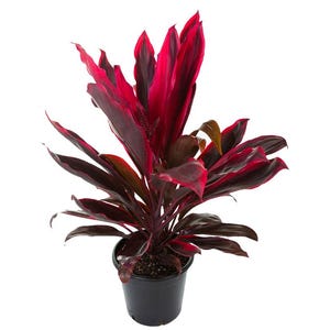 May include: A potted red and burgundy ti plant with dark green leaves. The plant is in a black plastic pot.