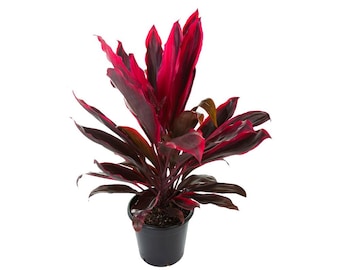 Cordyline Red Sister, 3 Hawaiian Ti Plant Logs or Fully Rooted and Sprouted Live Plant Open Roots, Easy to Grow + Surprise Cutting Included